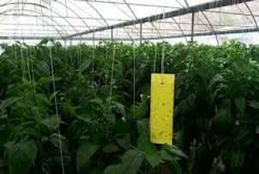 کنترل بیولوژیک آفات در تولید محصولات گلخانه‌ای در یزد