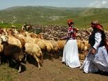 افزایش سرمایه اتحادیه دامداران متحرک تا پایان سال 1400 به 32 میلیارد تومان
