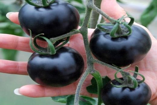 فاز جدید احداث گلخانه گوجه سیاه در رفسنجان آغاز شد