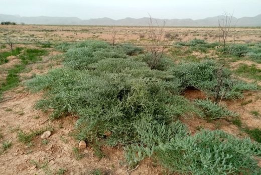 پیش بینی تولید 110 تن صمغ آنغوزه در نی ریز