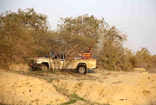 953 هکتار از مراتع سیستان‌وبلوچستان علیه ملخ صحرایی سم‌پاشی شد