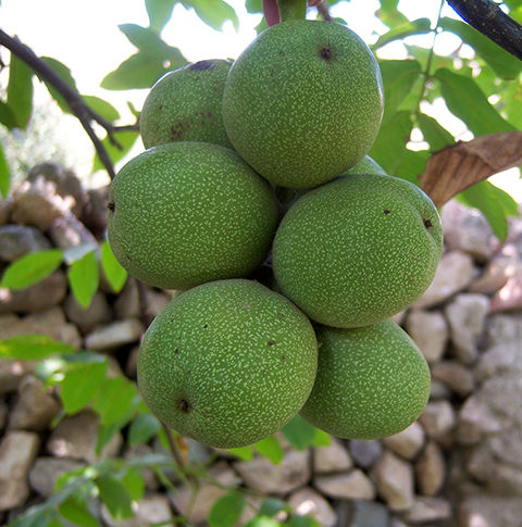 پیش بینی تولید ۲۵۵ تن گردو در باغات شهرستان البرز