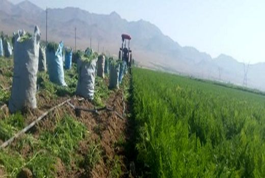 هویج شهرستان اقلید روانه بازار شد