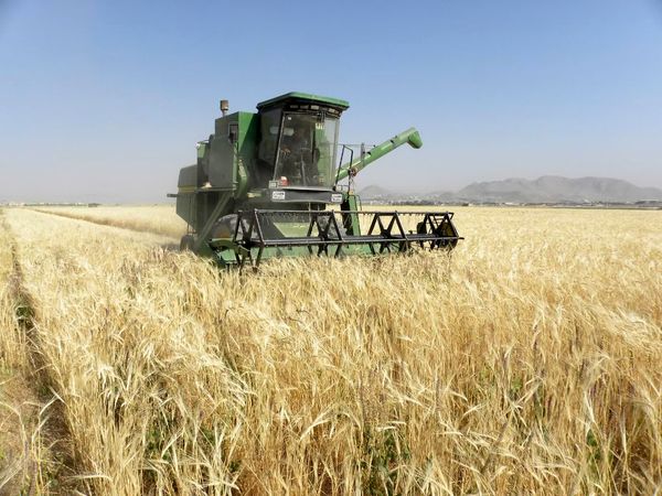 کیل‌گیری از مزارع جوی دیم شهرستان شهرکرد آغاز شد