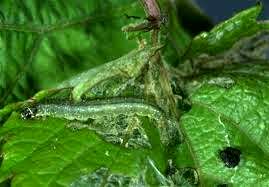 حشره‌ای به نام کرم برگخوار در مراتع خراسان جنوبی