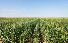 مساحت تولید بذر ذرت امسال به ۲۲۰۰ هکتار کاهش یافت/ پیش‌بینی تولید ۴ هزار تن بذر استاندارد