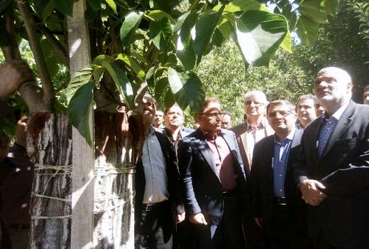 وزیر جهاد کشاورزی از طرح سرشاخه کاری درختان گردو در تویسرکان بازدید کرد