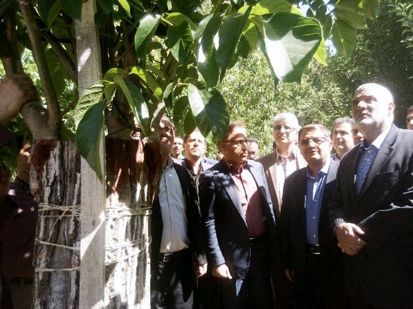 وزیر جهاد کشاورزی از طرح سرشاخه کاری درختان گردو در تویسرکان بازدید کرد