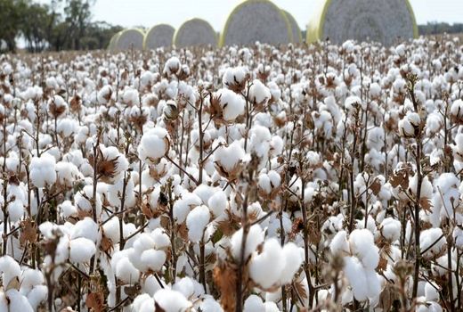 امسال دو رقم جدید پنبه زودرس معرفی می‌شود
