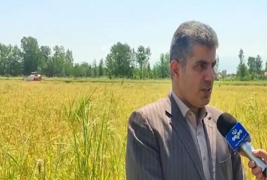 پیش‌بینی برداشت بیش از ۵۰ هزار تن راتون در گیلان
