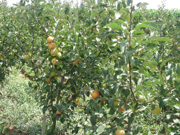 ۲۷۰ میلیارد ریال غرامت به کشاورزان خسارت‌دیده قزوینی پرداخت شد