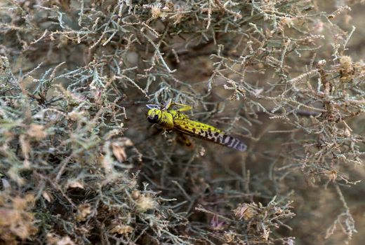 مزارع و باغات استان بوشهر از آفت ملخ صحرایی پاکسازی شد