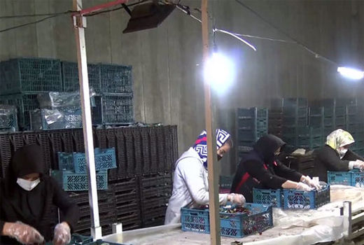 آغاز صادرات آلبالو از مرند به روسیه