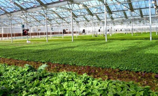 اختصاص ۵۱ میلیارد تومان اعتبار به ۸ طرح زیرساختی کشاورزی خراسان شمالی