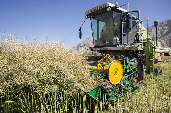 اعطای تسهیلات قرض‌الحسنه به کشاورزان برای کاشت کلزا