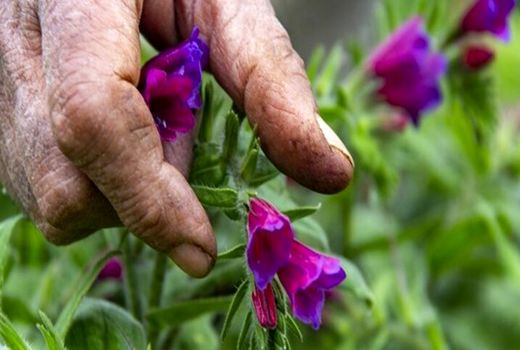 وجود یکهزار گونه گیاهی در ایلام