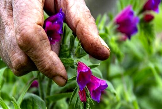 وجود یکهزار گونه گیاهی در ایلام