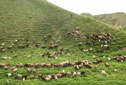 مدیریت چرا؛ راهکاری طلایی برای حفظ مراتع و افزایش سودآوری دامداری