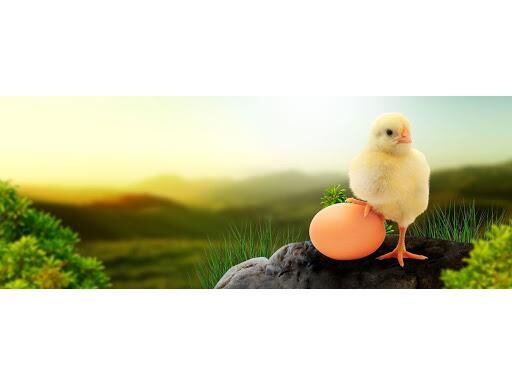 جوجه ریزی 870 هزار قطعه ای در محمودآباد/ تولید 1800 تنی