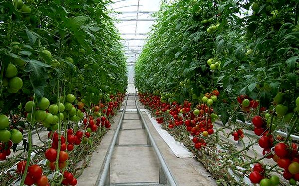 افزایش بهره وری و  پایداری تولید با توسعه کشت های گلخانه ای