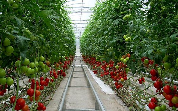 افزایش بهره وری و  پایداری تولید با توسعه کشت های گلخانه ای