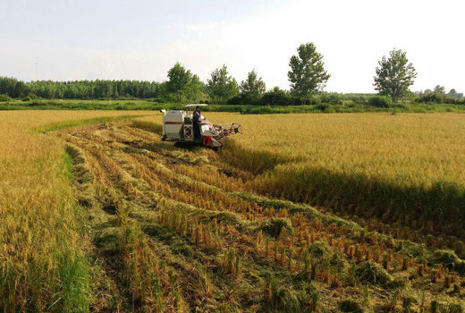 کشاورزی گیلان حال خوشی ندارد