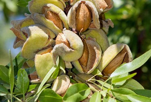 برداشت میوه بادام و گردو در فارس