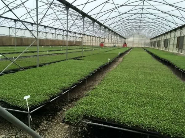 کشت نشایی در ۹ هزار هکتار از اراضی زراعی آبی استان قزوین اجرا می‌شود 