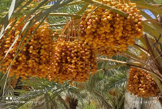 خارک و رطب جویم فارس در بازار