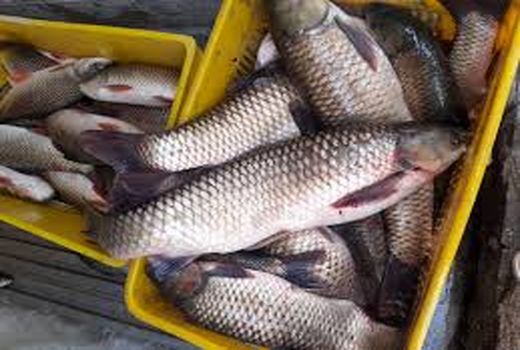 حمایت از طرح‌های تولیدی و فرآوری محصولات دریایی