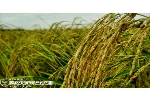 ظهور خوشه برنج در 35 هزار هکتار شالیزار مازندران