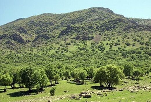 اجرای طرح جنگلکاری اقتصادی در اراضی چهارمحال و بختیاری