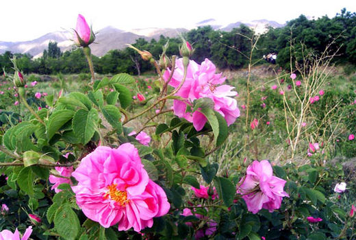 برداشت 220 تن گل‌محمدی از گلستان‌های شهرستان میانه‎