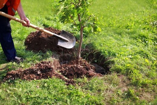 کاشت نهال‌های جنگلی با نخستین بارش پاییزی