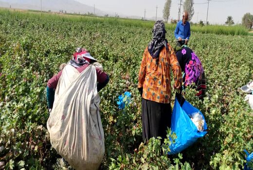 برداشت طلای سفید در زرین دشت آغاز شد