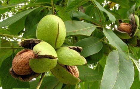 تمدید مهلت بیمه باغات چهارمحال و بختیاری تا پایان بهمن ماه 