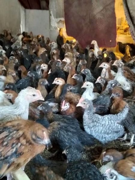 اشتغال‌زایی زنان روستایی رامهرمز با اجرای پروژه‌های ترویجی