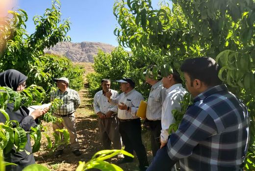 حضور یاوران تولید در باغات شهرستان سامان