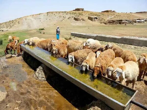 ارتقای بهداشت دام عشایر با احداث ۸۵۹ متر آبشخور در سال ۱۴۰۴