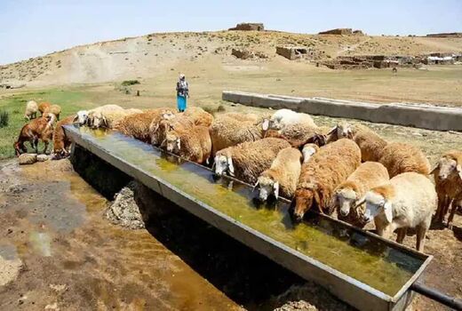 ارتقای بهداشت دام عشایر با احداث ۸۵۹ متر آبشخور در سال ۱۴۰۴