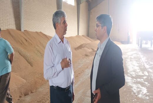 برداشت گندم در مزارع شمال استان اردبیل آغاز شد