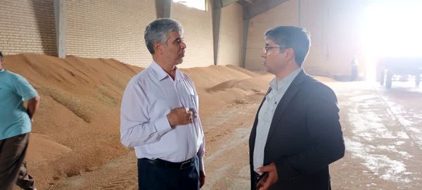 برداشت گندم در مزارع شمال استان اردبیل آغاز شد