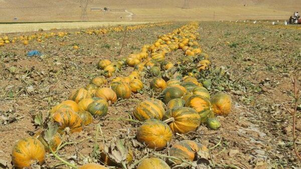 برداشت کدو آجیلی آباده ادامه دارد  
