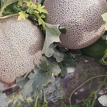 نوبرانه های مزارع صیفی از خنج به بازار آمد