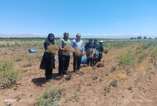 برداشت ۱۵ تن زیره سبز دیم از مزارع شهرستان قزوین آغاز شد