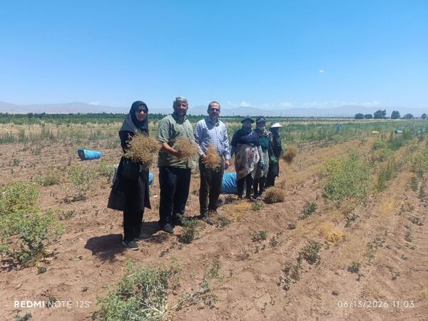 برداشت ۱۵ تن زیره سبز دیم از مزارع شهرستان قزوین آغاز شد