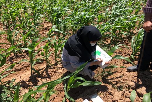 طرح ردیابی آفت کرم برگخوار پاییزه در ۱۵۰ هکتار از مزارع ذرت شهرستان فارسان