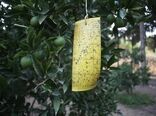 ۴ میلیون هکتار از مزارع کشور تحت پوشش مبارزه با آفات قرار گرفت