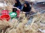  آغاز برداشت پیله‌های ابریشم و عملیات کرک‌گیری در مزارع ابریشم پرند و پرنیان شرکت سفیدرود