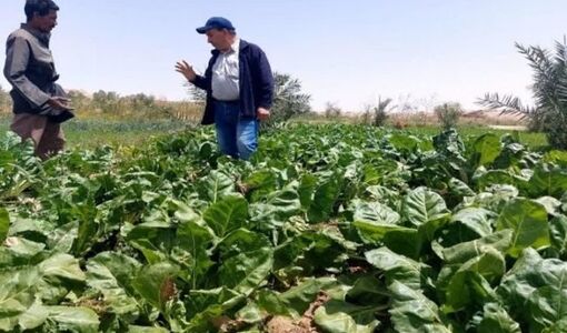 انتخاب نادرست رقم، ضعف آبیاری و افت کیفیت نهاده‌ها، مهم‌ترین گلوگاه‌های فنی تولید چغندرقند
